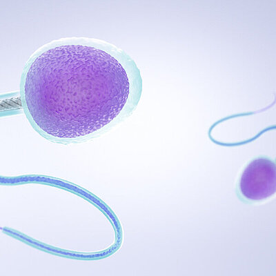 Spermatozoën